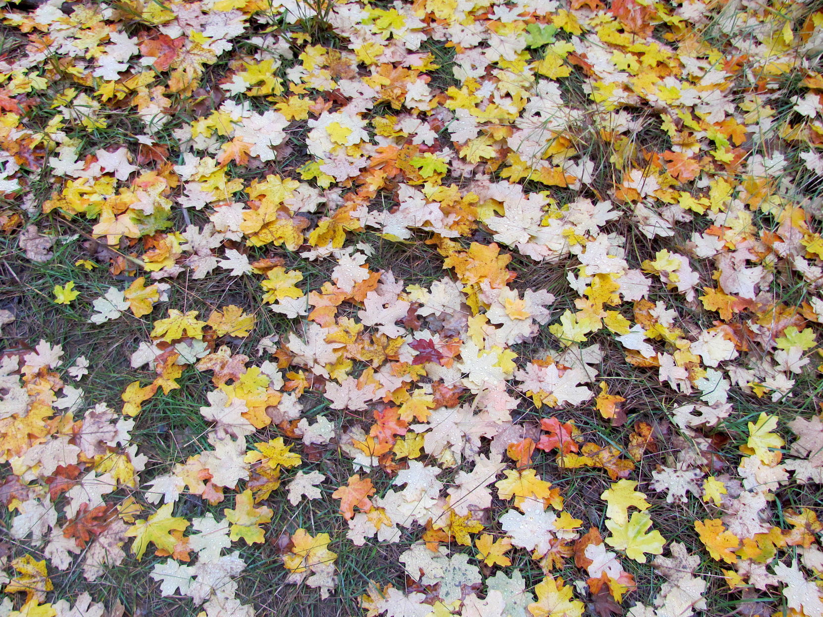 Leaves carpet forest floor